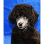 Щенок пуделя серебристый ДЖЕНТЛИ БОРН ФЛЭШ РОЯЛЬ