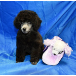 Щенок пуделя серебристый ДЖЕНТЛИ БОРН ФЛЭШ РОЯЛЬ