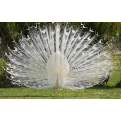 Индийский павлин