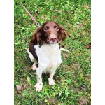 Ищет дом фенотип спаниеля Генри.