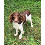 Ищет дом фенотип спаниеля Генри.