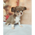 Щенки Чихуахуа