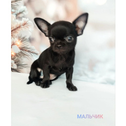 Щенки Чихуахуа