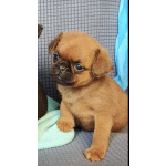 Мальчик малый брабансон