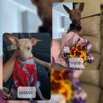 Американский Голый Терьер ( АГТ)