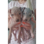 Американский Голый Терьер ( АГТ)