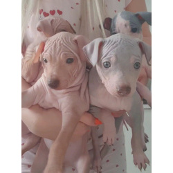 Американский Голый Терьер ( АГТ)