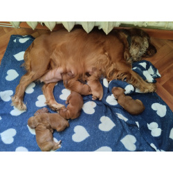Готовятся к продаже щенки английского кокер спаниеля