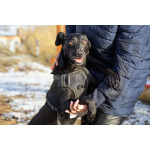 Спасённая со стройки Альма нуждается в любящих хозяевах!