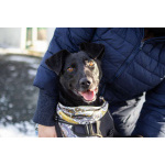 Спасённая со стройки Альма нуждается в любящих хозяевах!