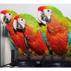 Гибрид ара Шэмрок - птенцы