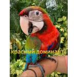 Гибрид ара восхода Мауи - птенцы