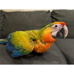 Гибрид ара Камелот - птенцы