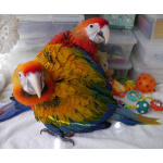 Гибрид ара Камелот - птенцы