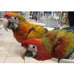 Гибрид ара Камелот - птенцы