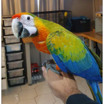 Гибрид ара Камелот - птенцы