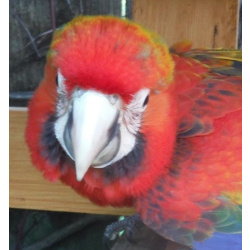 Гибрид ара Камелот - птенцы