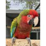 Гибрид ара Калико - птенцы