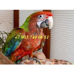 Гибрид ара Калико - птенцы