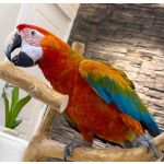 Гибрид ара Квадро - птенцы