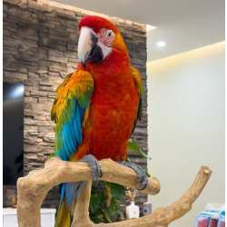 Гибрид ара Квадро - птенцы