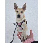 Умнейшая домашняя некрупная собачка-подросток Чапа ищет дом