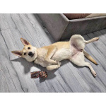 Умнейшая домашняя некрупная собачка-подросток Чапа ищет дом