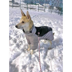 Умнейшая домашняя некрупная собачка-подросток Чапа ищет дом