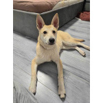 Умнейшая домашняя некрупная собачка-подросток Чапа ищет дом