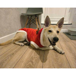 Умнейшая домашняя некрупная собачка-подросток Чапа ищет дом