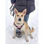 Умнейшая домашняя некрупная собачка-подросток Чапа ищет дом