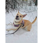 Умнейшая домашняя некрупная собачка-подросток Чапа ищет дом