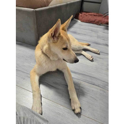 Умнейшая домашняя некрупная собачка-подросток Чапа ищет дом