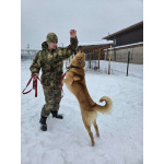 Шикарный парень Майор в добрые руки!