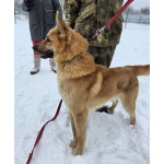 Шикарный парень Майор в добрые руки!