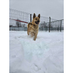 Шикарный парень Майор в добрые руки!