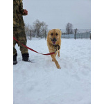 Шикарный парень Майор в добрые руки!