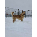 Шикарный парень Майор в добрые руки!