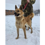 Шикарный парень Майор в добрые руки!