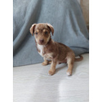 Очень красивый маленький щенок