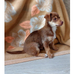 Очень красивый маленький щенок