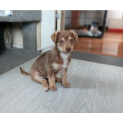 Очень красивый маленький щенок