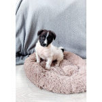 Маленький хорошенький белый щенок