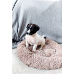 Маленький хорошенький белый щенок