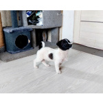 Маленький хорошенький белый щенок