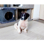 Маленький хорошенький белый щенок