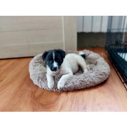 Маленький хорошенький белый щенок