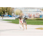 Ураган Маруф в поисках своего человека!