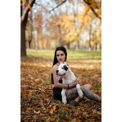 Аргентинский Дог