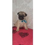 Мопсята с документами РКФ (привиты)